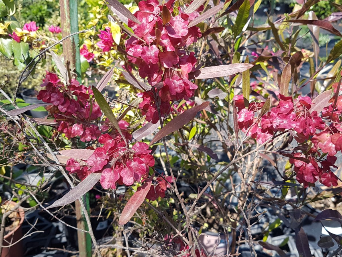 דודוניאה דנה-ק. 18