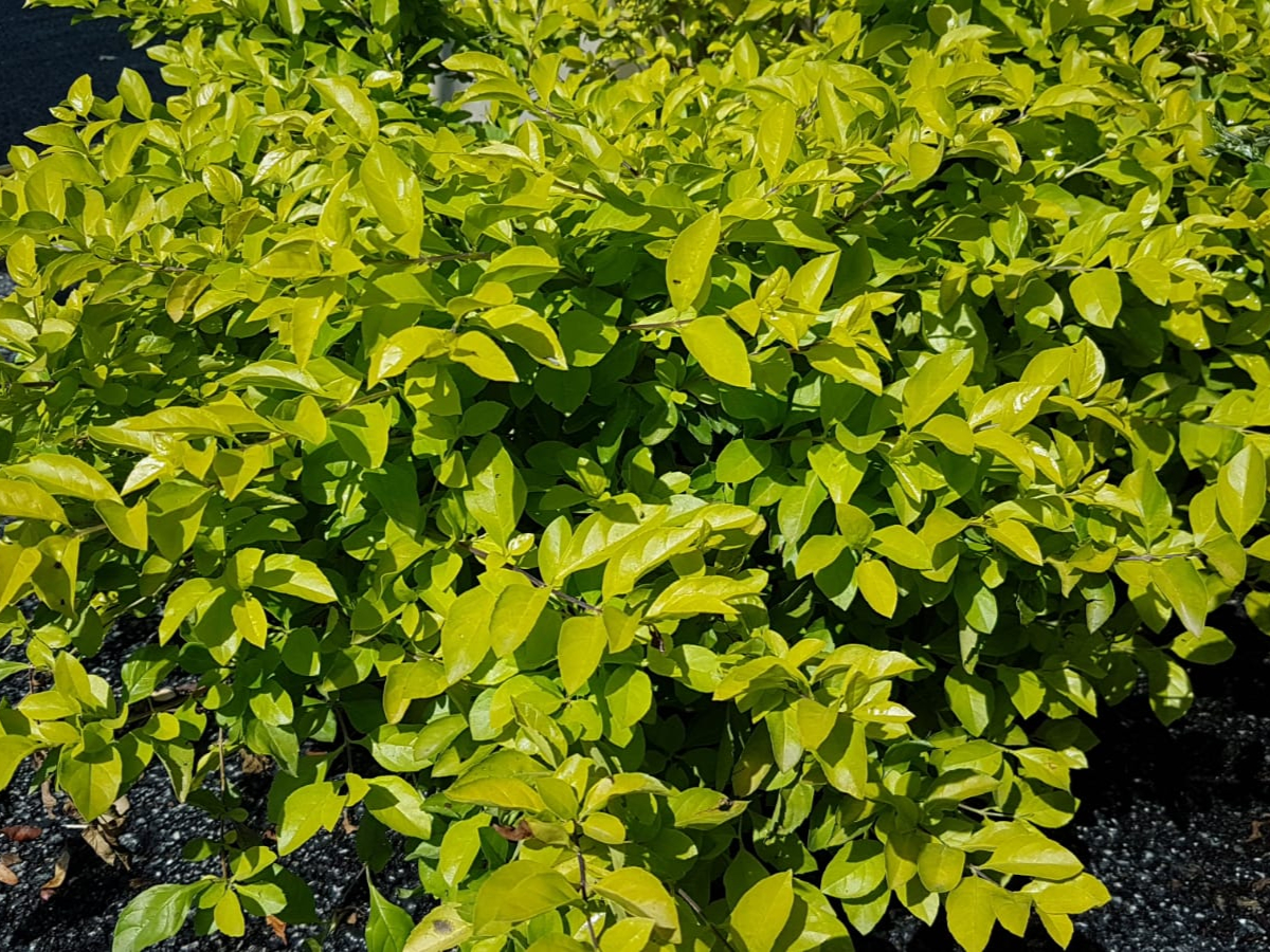 דורנטה זהובה-ק. 18