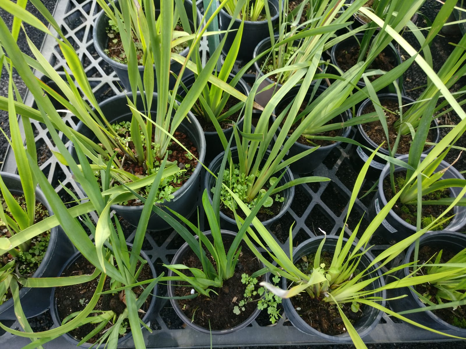 דיאטס גרנדיפלורה-10 ל'