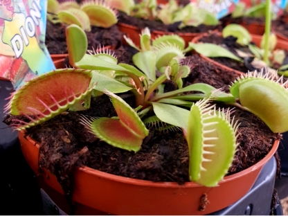 דיונאה/צמח טורף בנטל- ע. 9