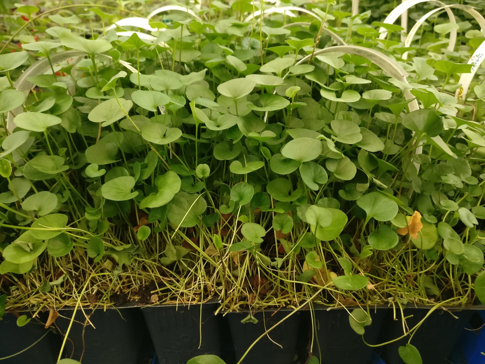 דיכונדרה זוחלת-מארז שישייה