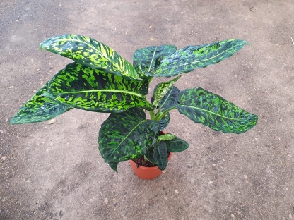 דיפנבכיה רפלקטור - ק.18