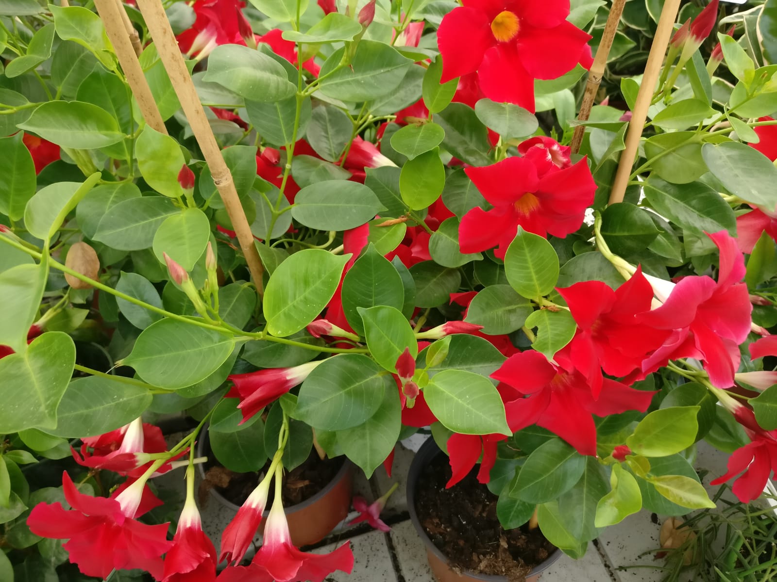 דיפלדניה אדומה-ק. 18