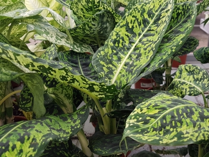 דיבנבכיה טרופיק