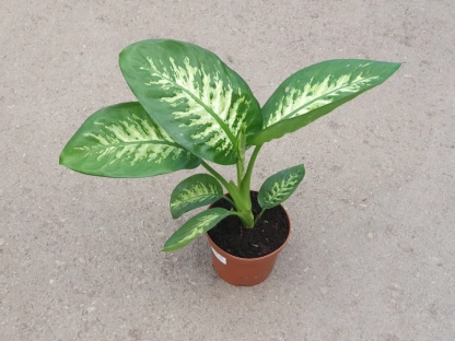 דיפנבכיה טרופיק-ע.15