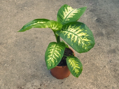 דיפנבכיה טרופיק ע18