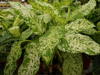 דיפנבכיה לינדה-ע. 24