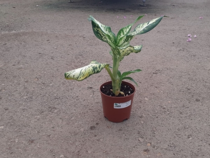 דיפנבכיה סאבליים- ע. 15