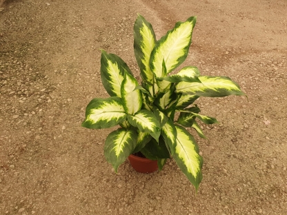 דיפנבכיה קמילה