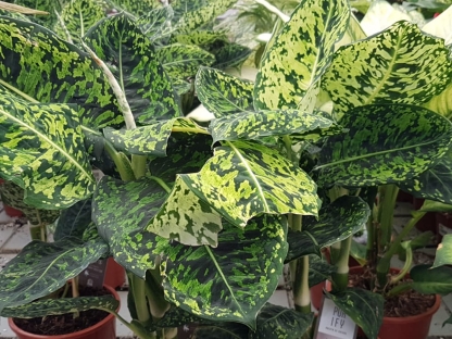 דיפנבכיה רפלקטור בנטל- ע. 17