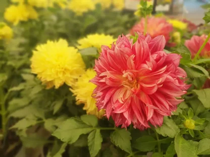דליה Dahlia