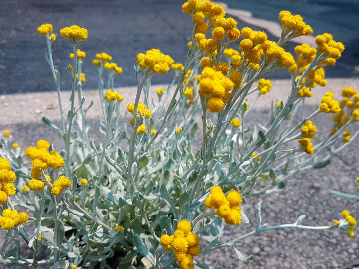 דם המכבים-ק. 11