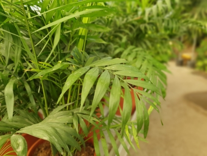 דקל חמדוריאה נאה