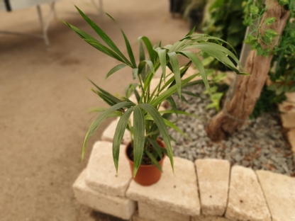 דקל קנטיה הוויאה פורסטר - ק.18