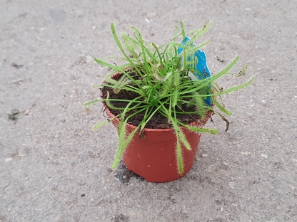 טללית/דרוסרה קפנסיס - ע. 8