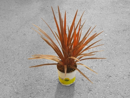 דרצנה אוסטרלית אדומה - ק.18