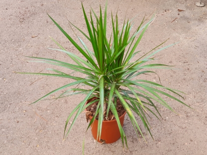 דרצנה אוסטרלית ירוקה - 10 ליטר