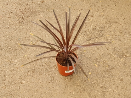 דרצנה אוסטרלית לב אדום-ק. 18