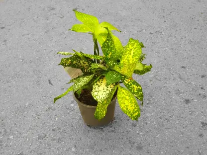 דרצנה גודספיאנה