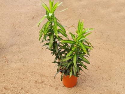 דרצנה ג'מייקה - ע.24