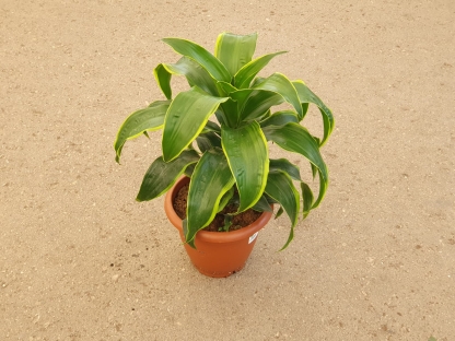 דרצנה דורדו