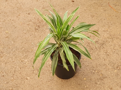 דרצנה ורניקי ע. מרובע