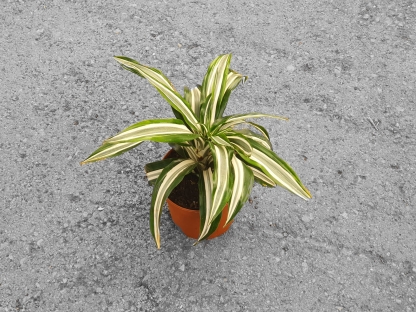 דרצנה ורניקי - ע.15