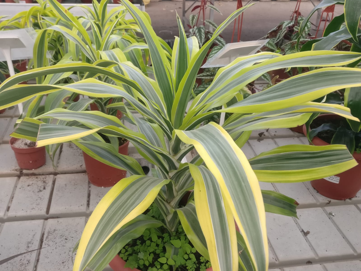 דרצנה למון ליים