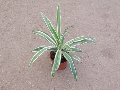 דרצנה למון ליים-ע. 12