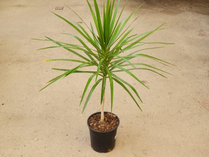 דרצנה מרגינטה ירוקה- 10 ליטר