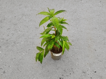 דרצנה סורקולוזה - ע.12