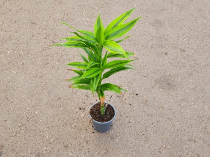 דרצנה סנדריאנה טוויסט - ע.12