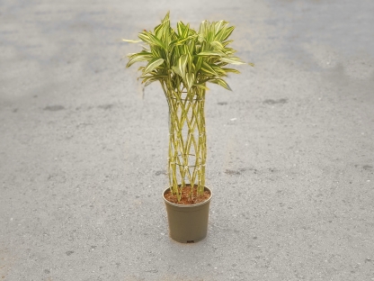 דרצנה סנדריאנה מעוצבת גזע - ע.19