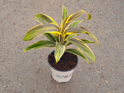 דרצנה שוקולד קווין