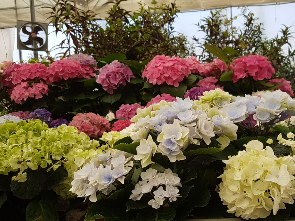 הורטנזיה/הידרנגיאה בנטל- ע. 10