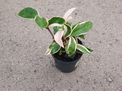 בת שבע / הויה אלבומרגינטה - ע.10