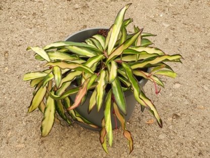 בת שבע (הויה) וואייטי מגוונת - ע.17