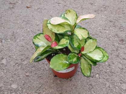 בת שבע / הויה ליסה - ע.12