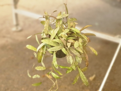 בת שבע / הויה סיגיטליס