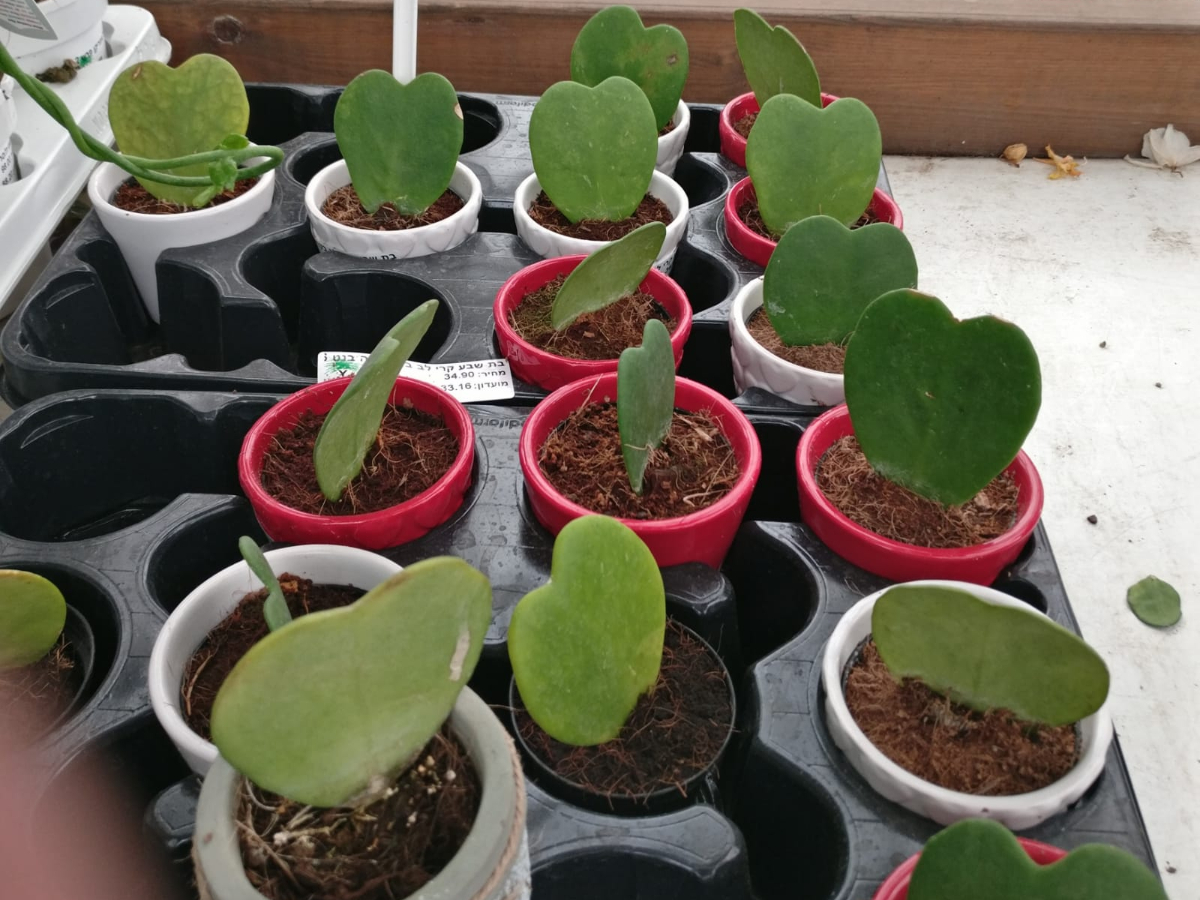 בת שבע קרי לב בקרמיקה בנטל- ע. 6