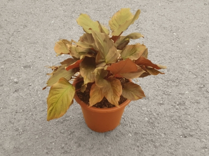 הומלונמה ע18