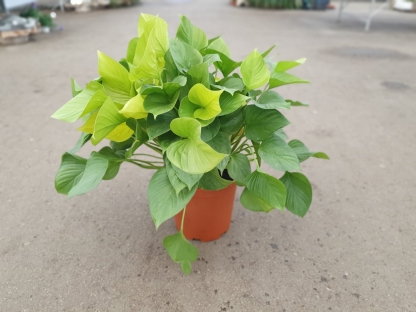 הומלונמה- ע. 24