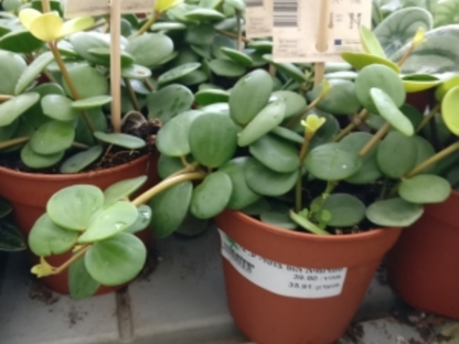 פפרומיה הופ- ע. 12