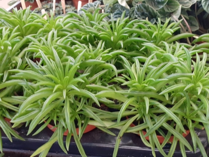 פפרומיה הפי בין בנטל- ע. 10