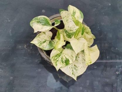 פוטוס האפי ליף - ע. 12