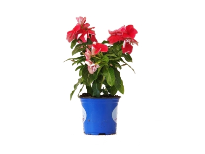 וינקה עונתי