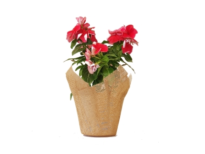 וינקה - עונתי