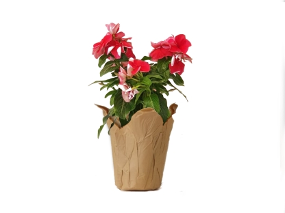 וינקה עונתי נייר חום