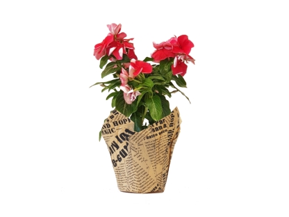 וינקה עונתי נייר עיתון