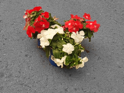 וינקה זוחלת